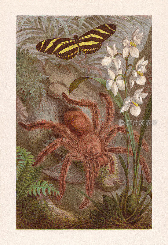 《狼蛛》(Avicularia Avicularia)，色版画，出版于1884年